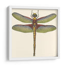Libélula En Miniatura Iv - Vision Studio | Cuadro decorativo de Canvas Lab