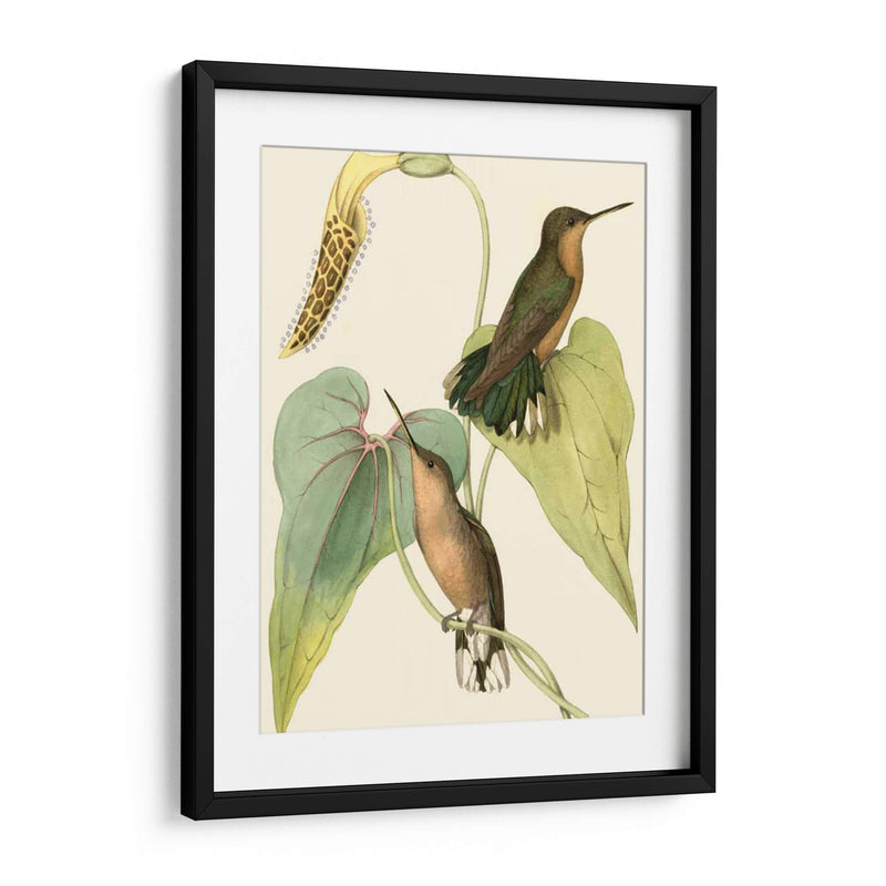 Delicado Hummingbird Ii - Vision Studio | Cuadro decorativo de Canvas Lab