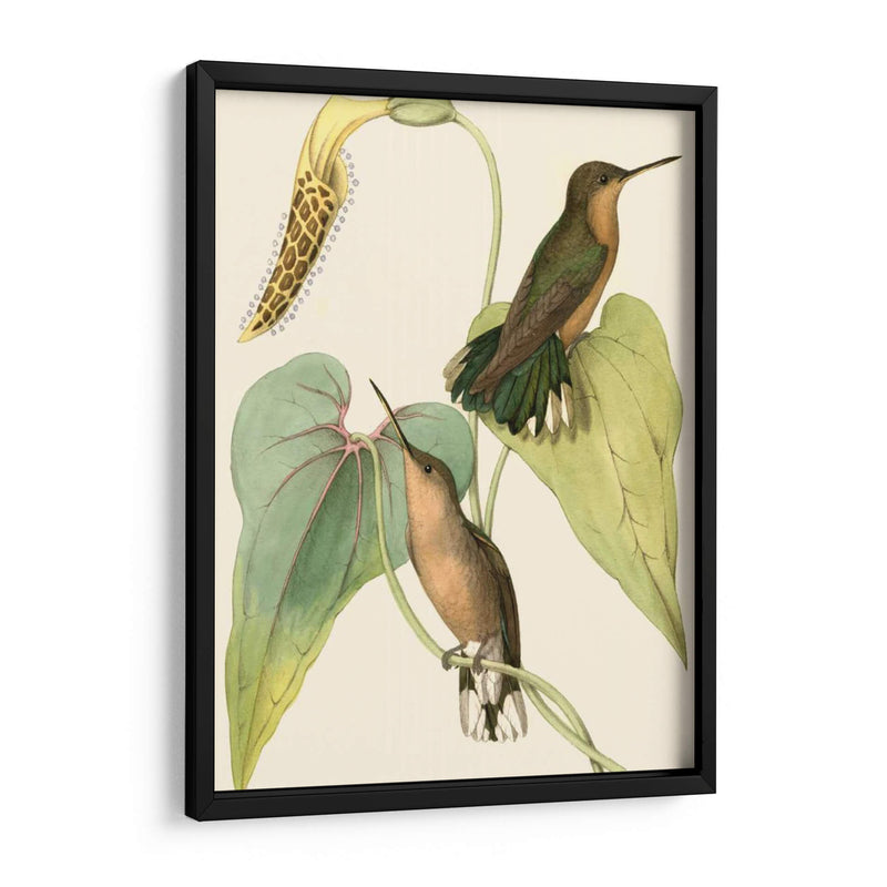 Delicado Hummingbird Ii - Vision Studio | Cuadro decorativo de Canvas Lab