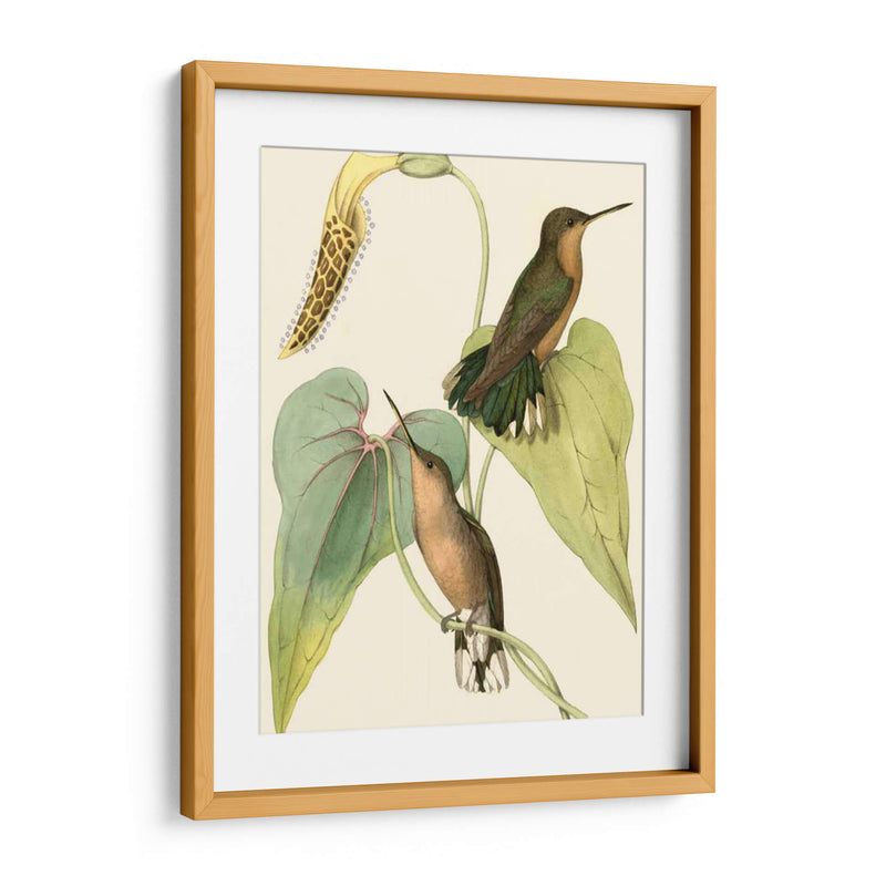 Delicado Hummingbird Ii - Vision Studio | Cuadro decorativo de Canvas Lab