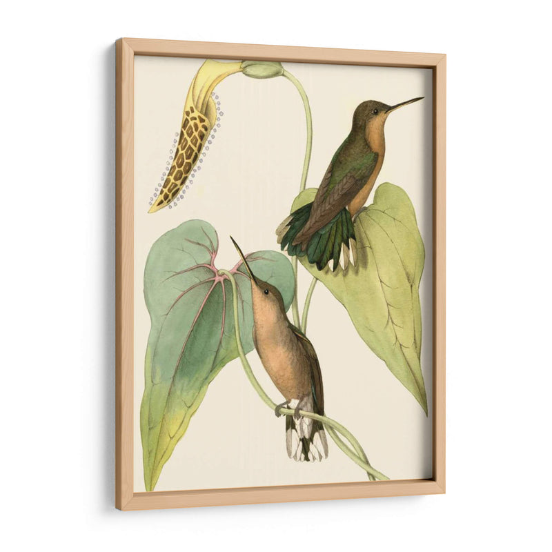 Delicado Hummingbird Ii - Vision Studio | Cuadro decorativo de Canvas Lab