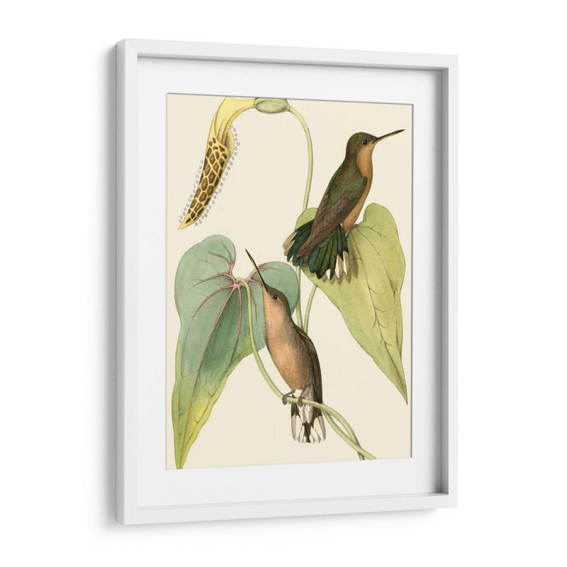 Delicado Hummingbird Ii - Vision Studio | Cuadro decorativo de Canvas Lab