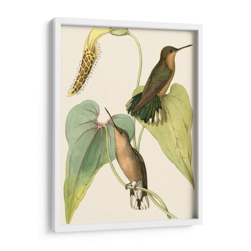 Delicado Hummingbird Ii - Vision Studio | Cuadro decorativo de Canvas Lab