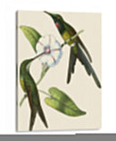 Delicado Hummingbird Iii - Vision Studio | Cuadro decorativo de Canvas Lab