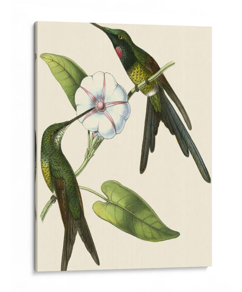 Delicado Hummingbird Iii - Vision Studio | Cuadro decorativo de Canvas Lab