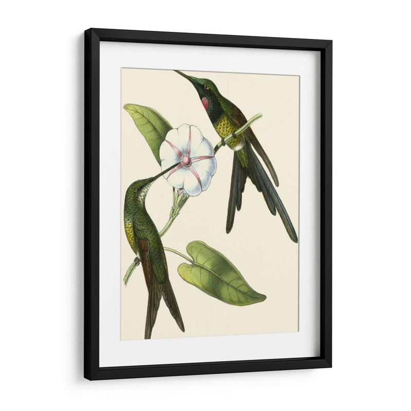 Delicado Hummingbird Iii - Vision Studio | Cuadro decorativo de Canvas Lab