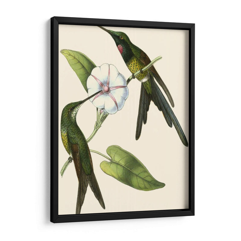 Delicado Hummingbird Iii - Vision Studio | Cuadro decorativo de Canvas Lab