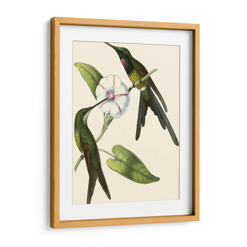 Delicado Hummingbird Iii - Vision Studio | Cuadro decorativo de Canvas Lab