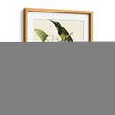 Delicado Hummingbird Iii - Vision Studio | Cuadro decorativo de Canvas Lab