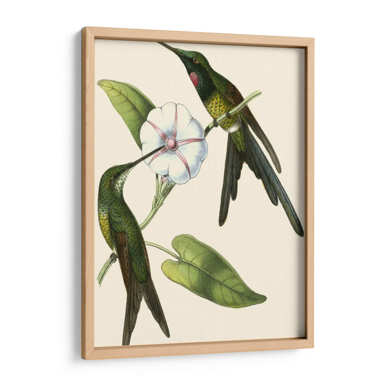 Delicado Hummingbird Iii - Vision Studio | Cuadro decorativo de Canvas Lab