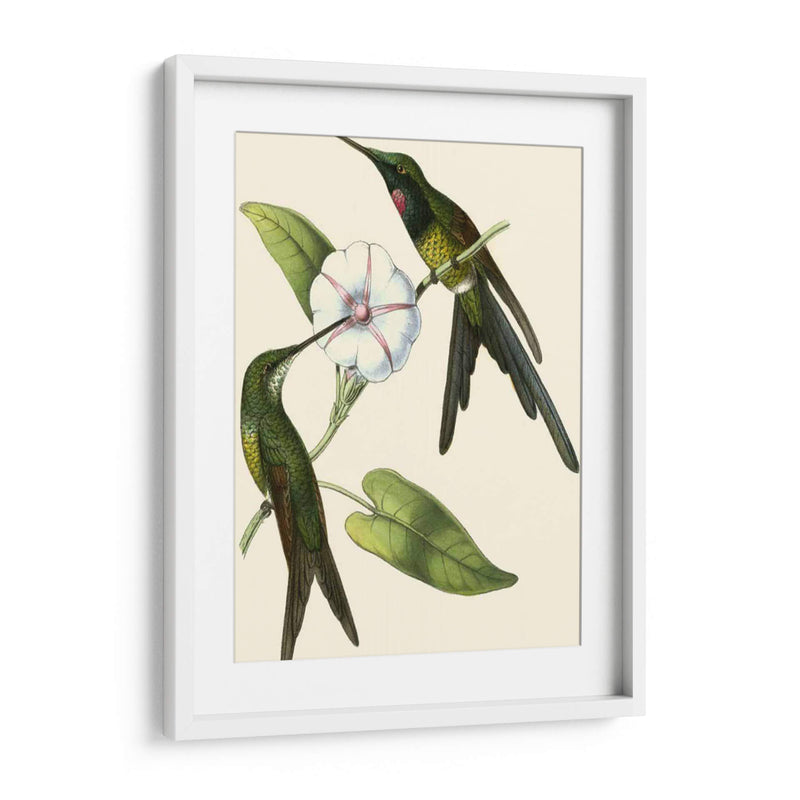 Delicado Hummingbird Iii - Vision Studio | Cuadro decorativo de Canvas Lab