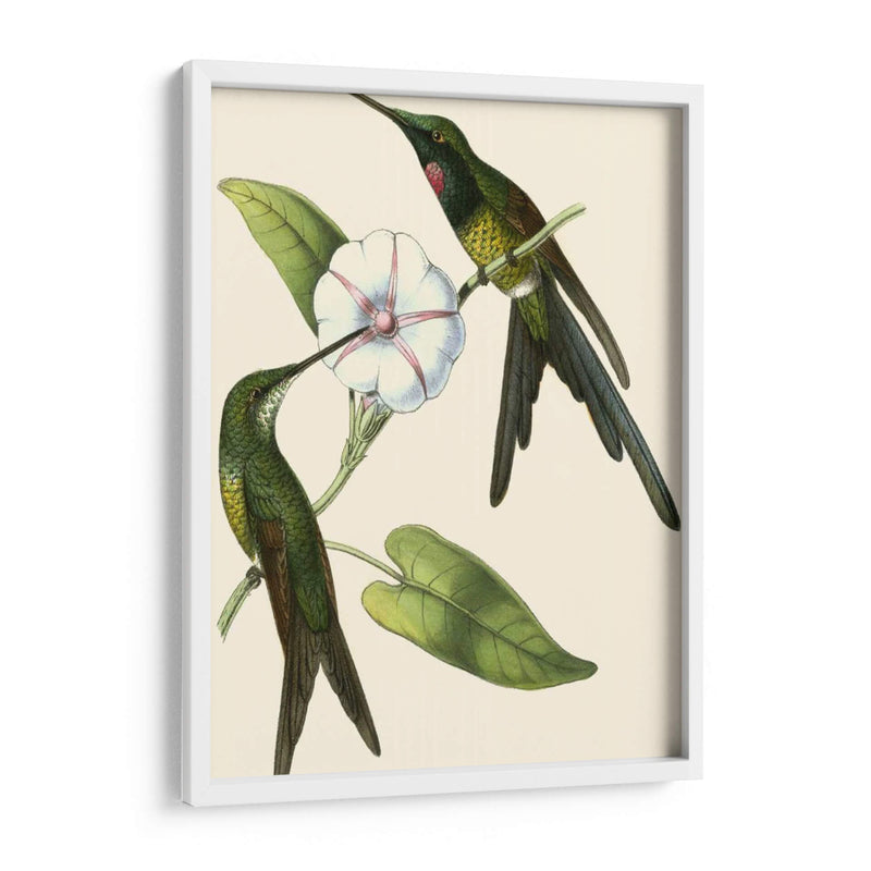 Delicado Hummingbird Iii - Vision Studio | Cuadro decorativo de Canvas Lab