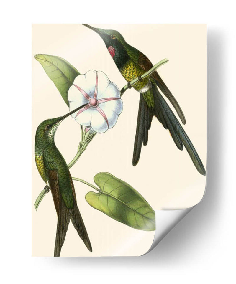 Delicado Hummingbird Iii - Vision Studio | Cuadro decorativo de Canvas Lab