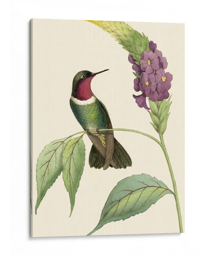 Hummingbird Delicado Iv - Vision Studio | Cuadro decorativo de Canvas Lab