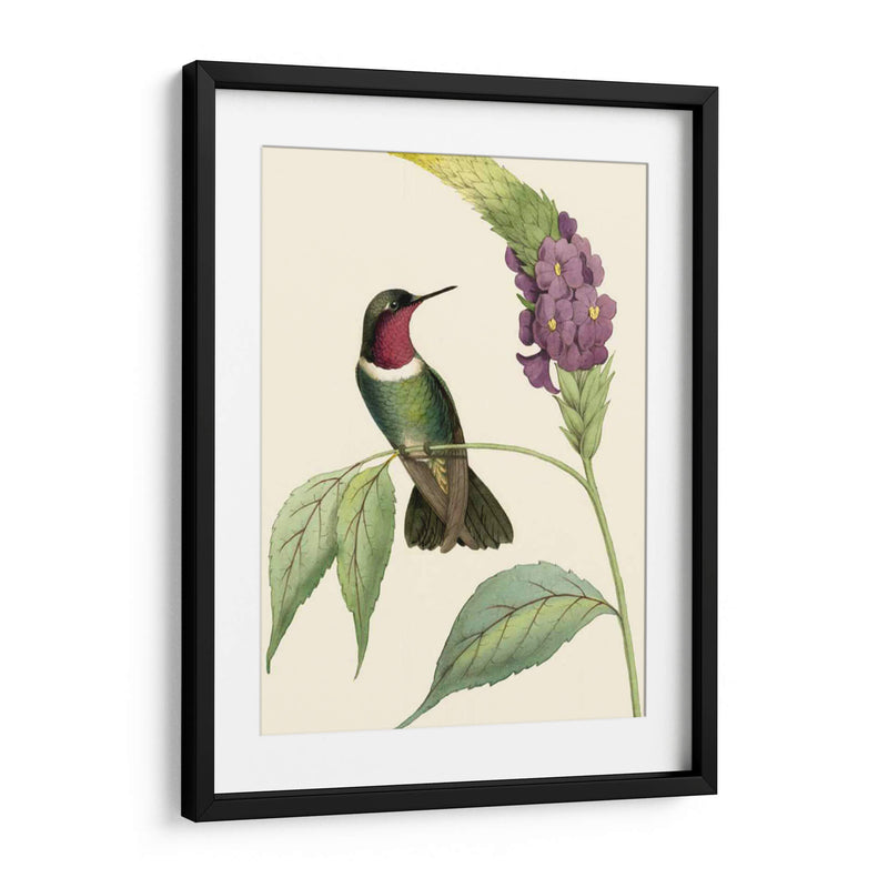 Hummingbird Delicado Iv - Vision Studio | Cuadro decorativo de Canvas Lab