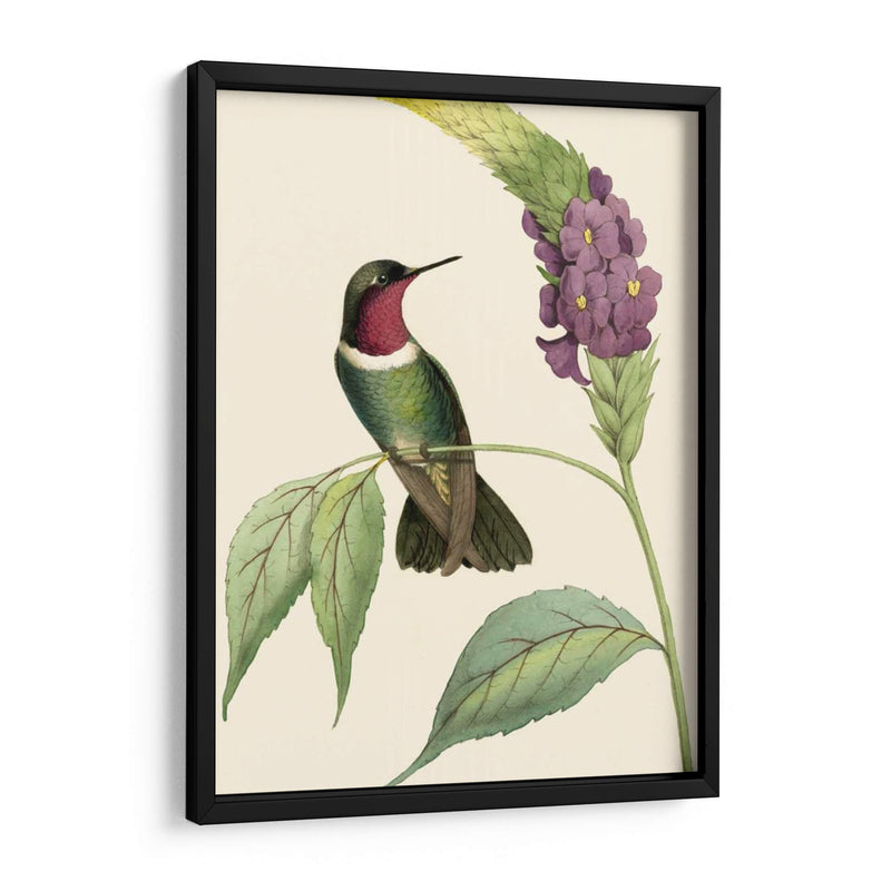 Hummingbird Delicado Iv - Vision Studio | Cuadro decorativo de Canvas Lab