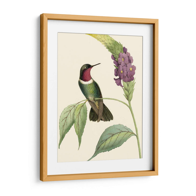 Hummingbird Delicado Iv - Vision Studio | Cuadro decorativo de Canvas Lab