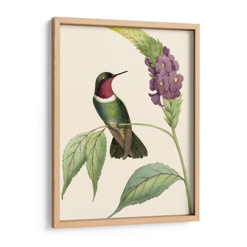 Hummingbird Delicado Iv - Vision Studio | Cuadro decorativo de Canvas Lab