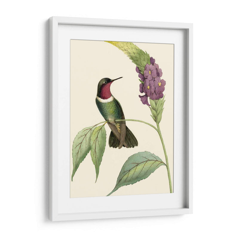 Hummingbird Delicado Iv - Vision Studio | Cuadro decorativo de Canvas Lab