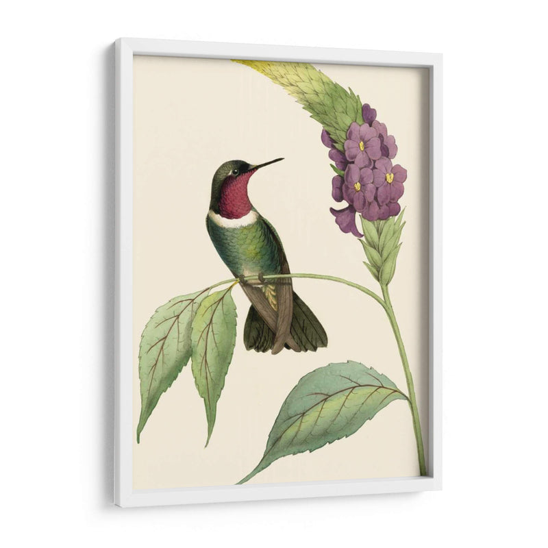 Hummingbird Delicado Iv - Vision Studio | Cuadro decorativo de Canvas Lab