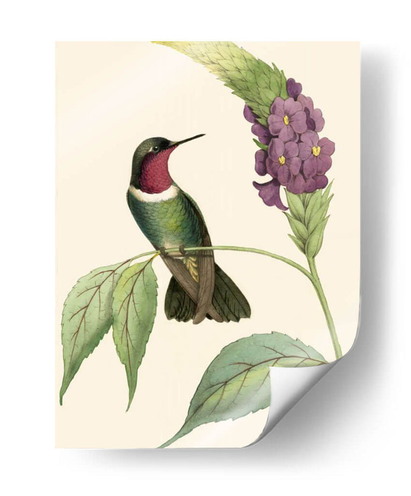 Hummingbird Delicado Iv - Vision Studio | Cuadro decorativo de Canvas Lab