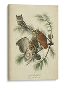 Audubon Screech Owl - John James Audubon | Cuadro decorativo de Canvas Lab
