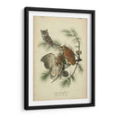 Audubon Screech Owl - John James Audubon | Cuadro decorativo de Canvas Lab