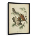 Audubon Screech Owl - John James Audubon | Cuadro decorativo de Canvas Lab
