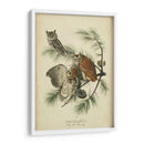 Audubon Screech Owl - John James Audubon | Cuadro decorativo de Canvas Lab