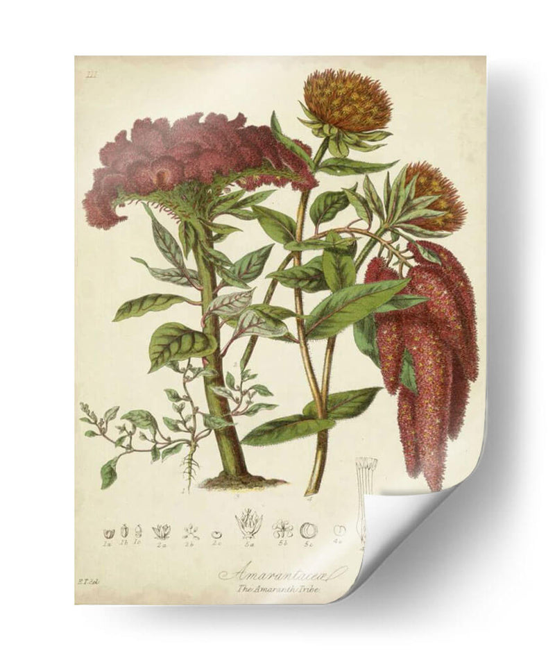 Twining Botanicals Ii - Elizabeth Twining | Cuadro decorativo de Canvas Lab