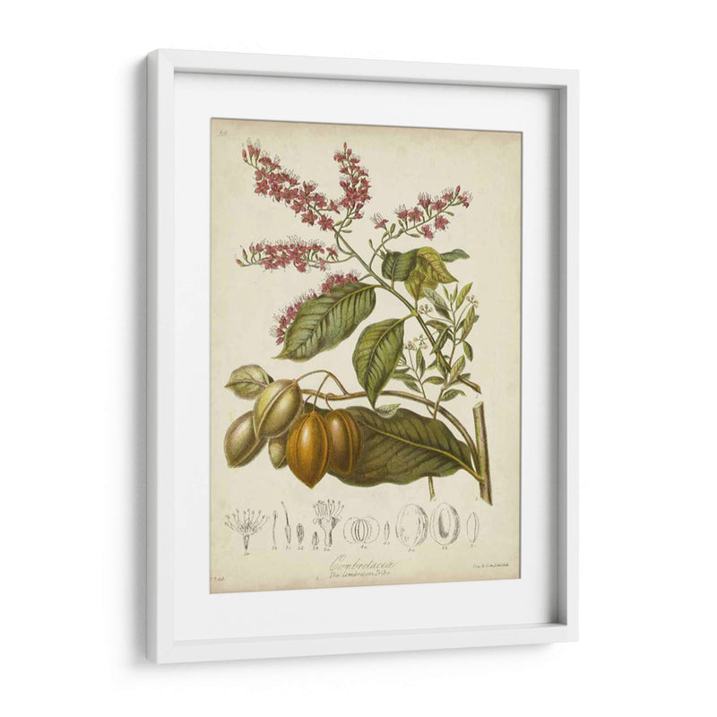 Twining Botanicals Iv - Elizabeth Twining | Cuadro decorativo de Canvas Lab