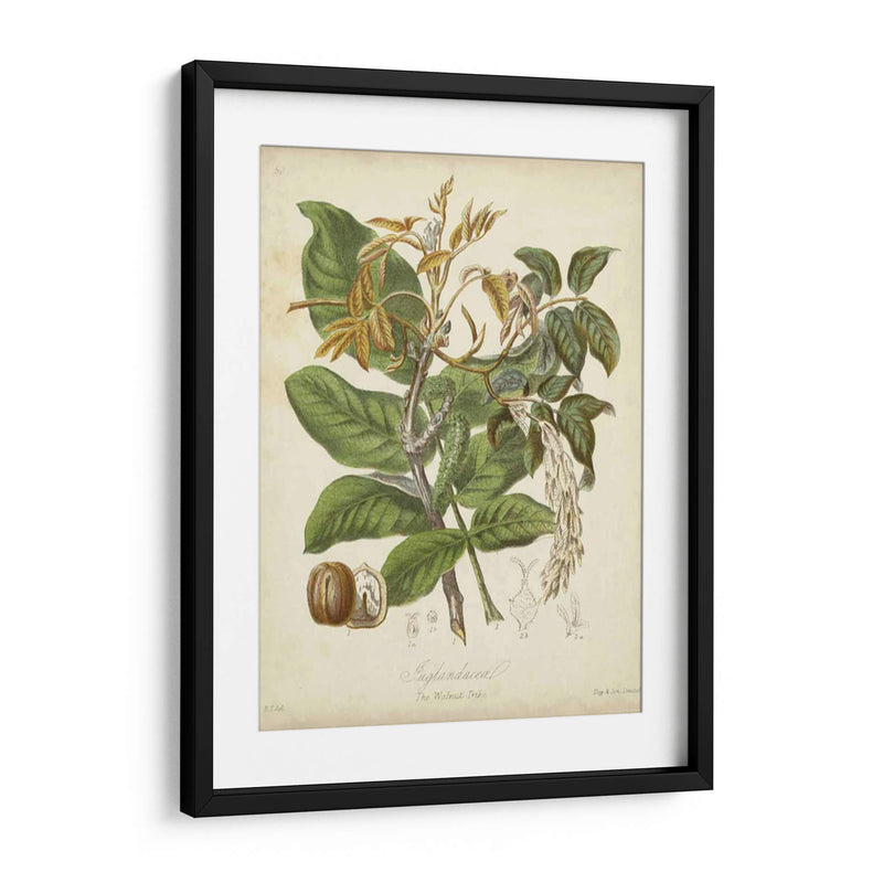 Botanics Twining Vi - Elizabeth Twining | Cuadro decorativo de Canvas Lab