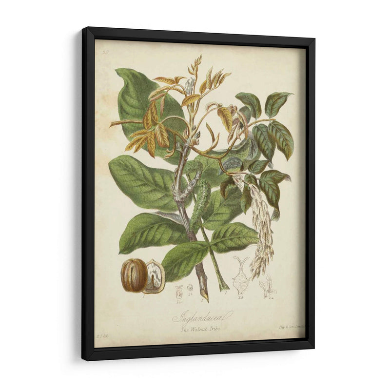 Botanics Twining Vi - Elizabeth Twining | Cuadro decorativo de Canvas Lab