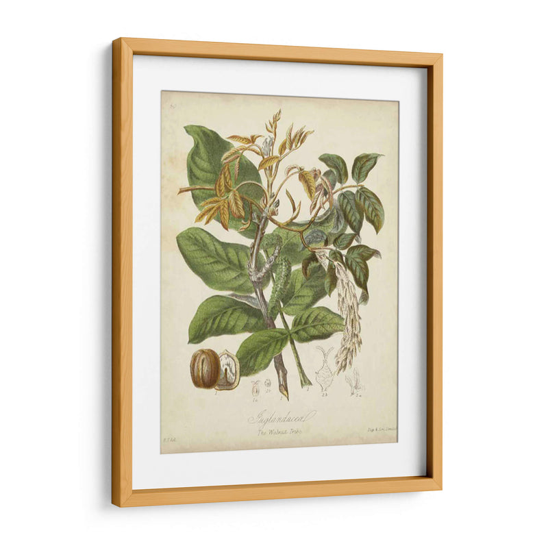 Botanics Twining Vi - Elizabeth Twining | Cuadro decorativo de Canvas Lab