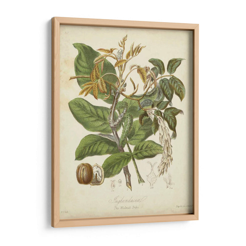 Botanics Twining Vi - Elizabeth Twining | Cuadro decorativo de Canvas Lab