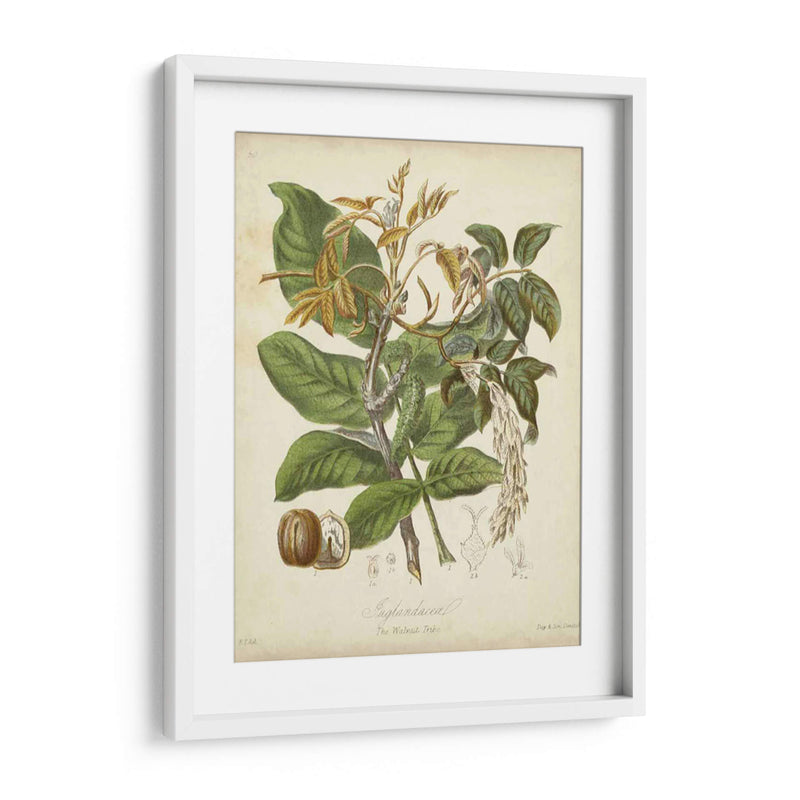 Botanics Twining Vi - Elizabeth Twining | Cuadro decorativo de Canvas Lab