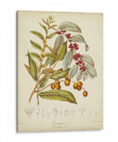 Botánicos Twining Viii - Elizabeth Twining | Cuadro decorativo de Canvas Lab