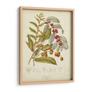 Botánicos Twining Viii - Elizabeth Twining | Cuadro decorativo de Canvas Lab