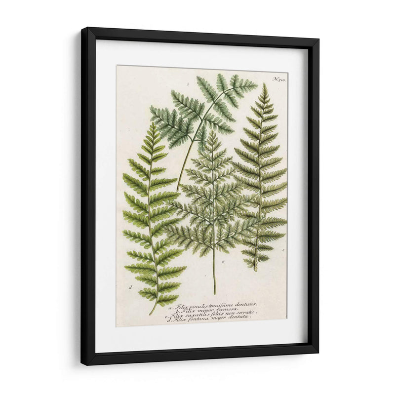 Fern Reuniendo I - Weinmann | Cuadro decorativo de Canvas Lab