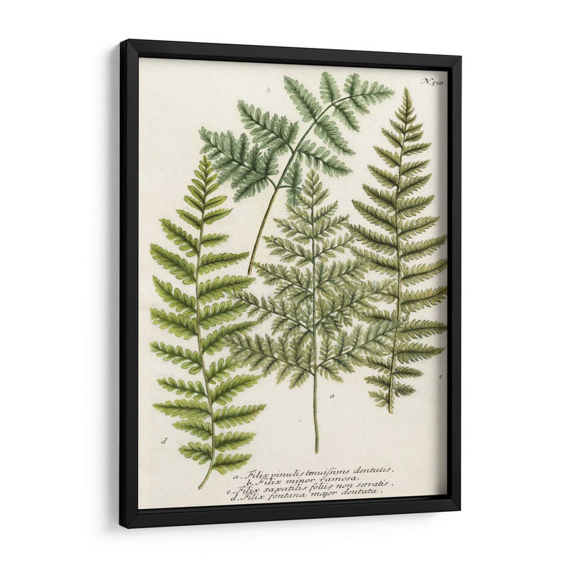 Fern Reuniendo I - Weinmann | Cuadro decorativo de Canvas Lab