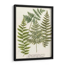 Fern Reuniendo I - Weinmann | Cuadro decorativo de Canvas Lab