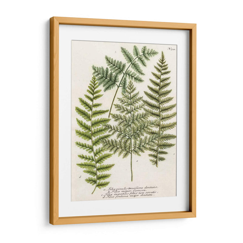 Fern Reuniendo I - Weinmann | Cuadro decorativo de Canvas Lab