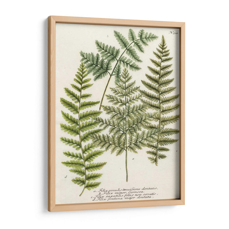 Fern Reuniendo I - Weinmann | Cuadro decorativo de Canvas Lab