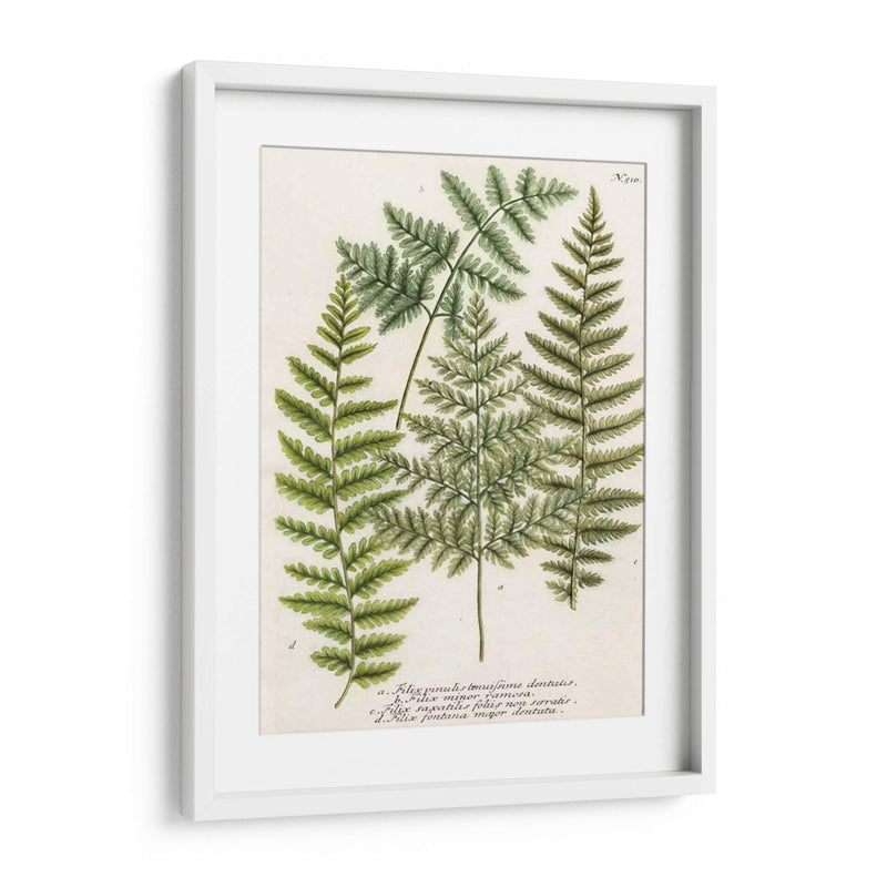 Fern Reuniendo I - Weinmann | Cuadro decorativo de Canvas Lab