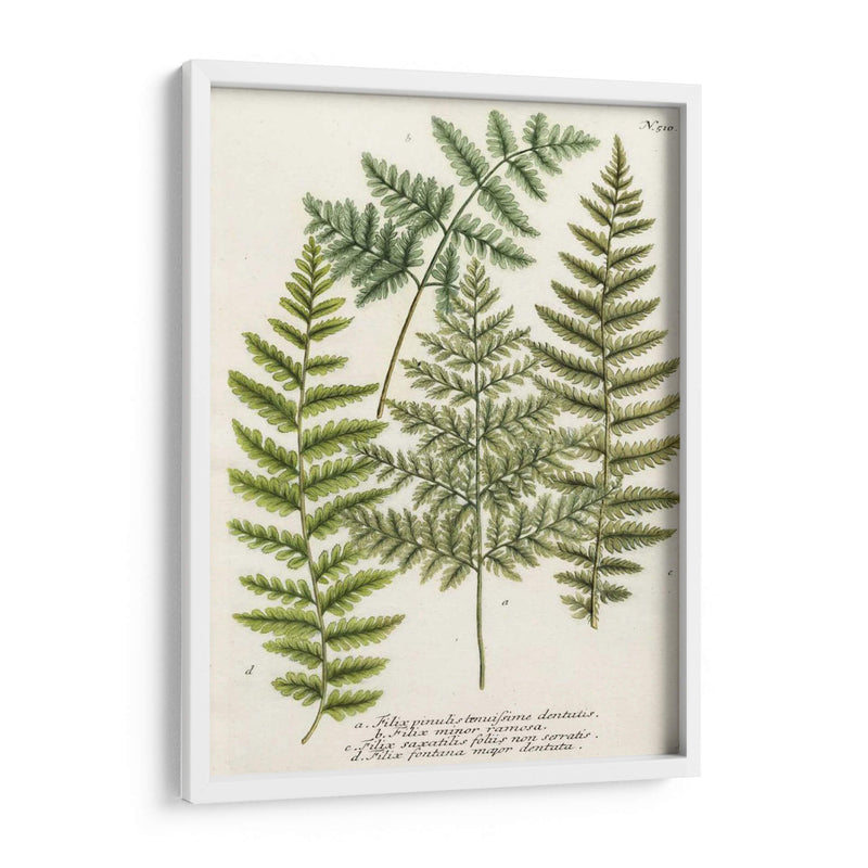 Fern Reuniendo I - Weinmann | Cuadro decorativo de Canvas Lab