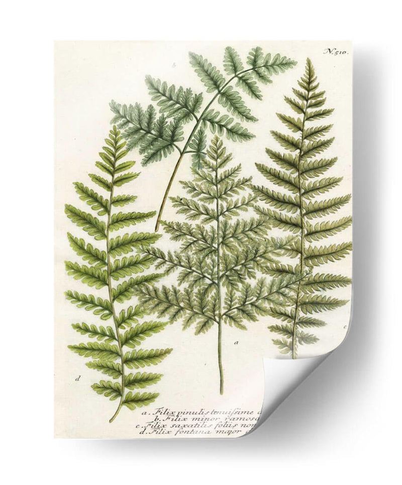 Fern Reuniendo I - Weinmann | Cuadro decorativo de Canvas Lab