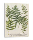 Fern Reunión Ii - Weinmann | Cuadro decorativo de Canvas Lab