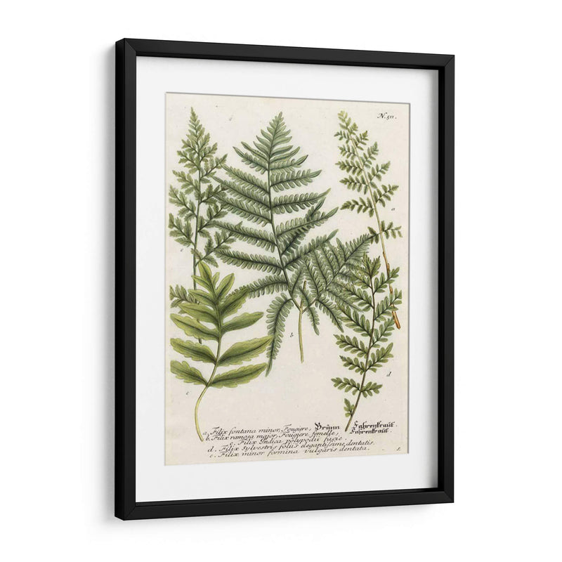 Fern Reunión Ii - Weinmann | Cuadro decorativo de Canvas Lab