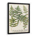Fern Reunión Ii - Weinmann | Cuadro decorativo de Canvas Lab