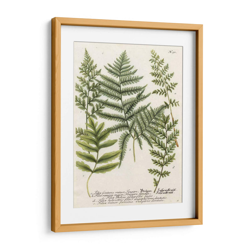 Fern Reunión Ii - Weinmann | Cuadro decorativo de Canvas Lab